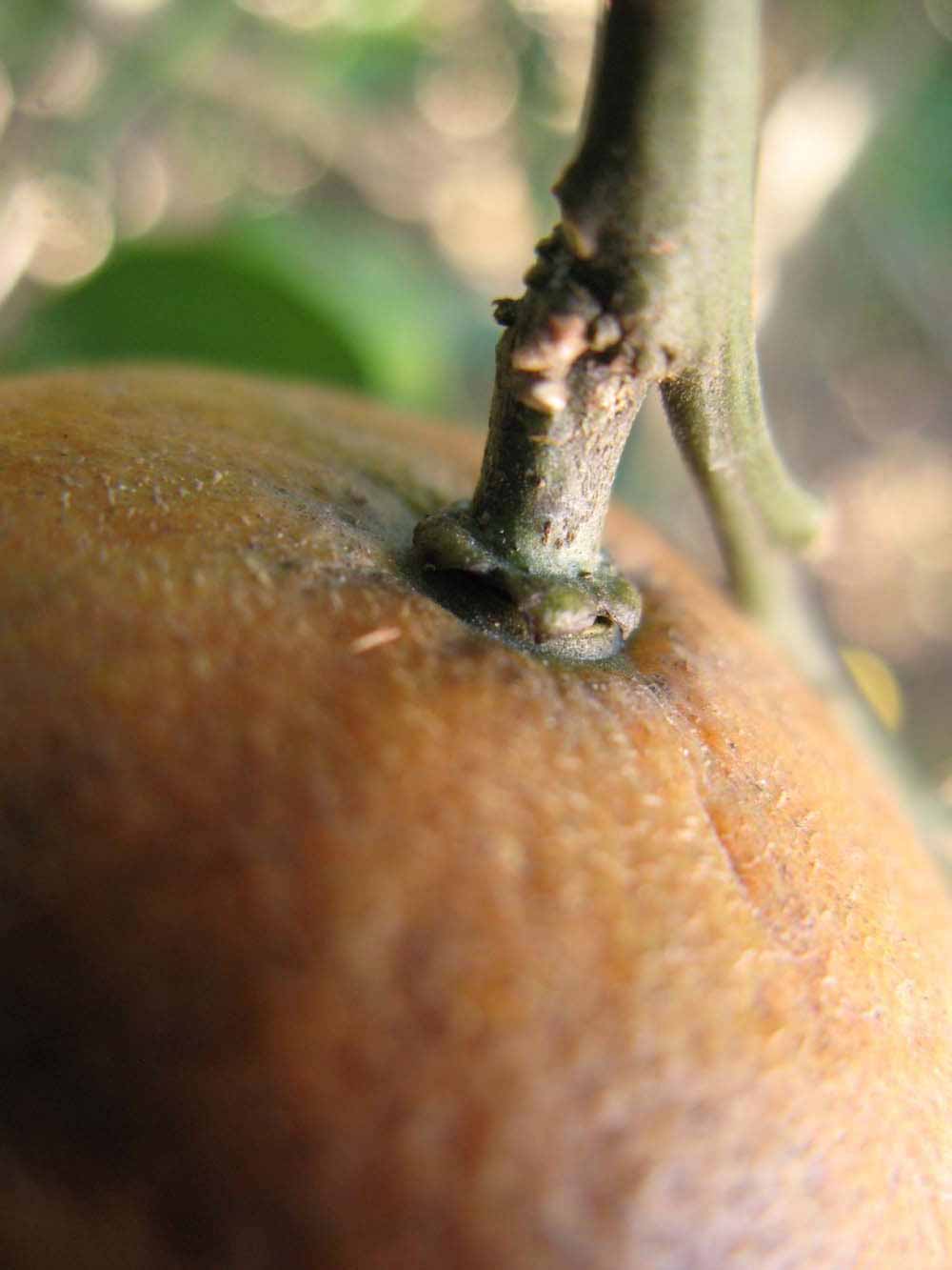              Fruit (Winter Haven, FL)       